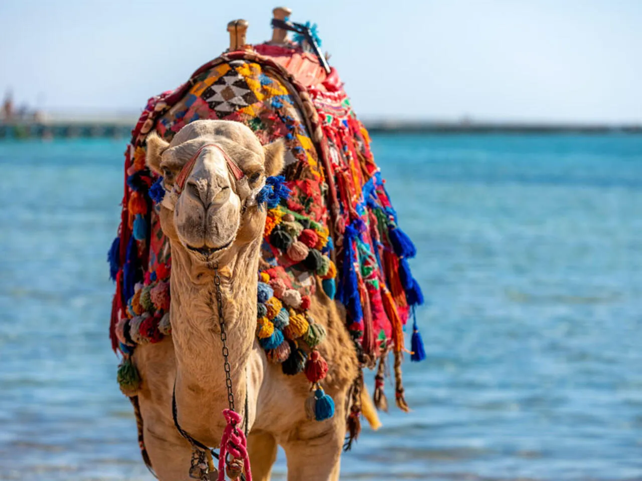 Sharm El Sheikh Turu Türk Havayolları ile 4 Gece Transfer Saatine Kadar Otel Kullanımlı (19-24 Ocak) — fotoğraf 6