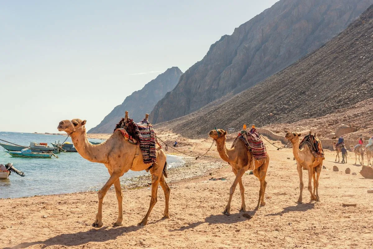 Sharm El Sheikh Turu Kurban Bayramı Özel Türk Havayolları ile 5 Gece 6 Gün (15-20 Mayıs) — fotoğraf 4